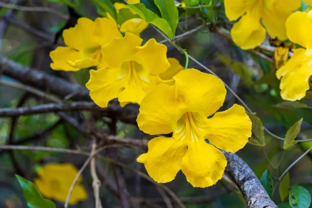 Flores amarelas  perenes para jardim da espécies Dolichandra unguis-cati
