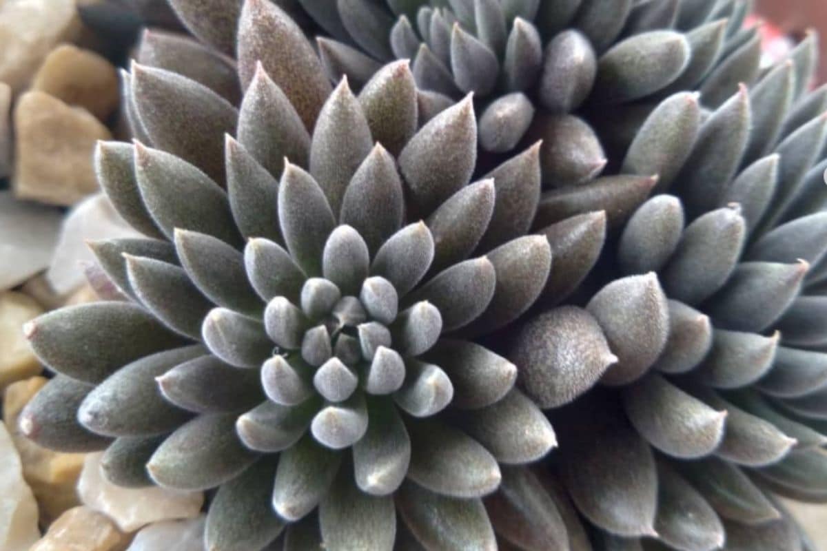 Imagem de cima da roseta da suculenta Sinocrassula yunnanensis