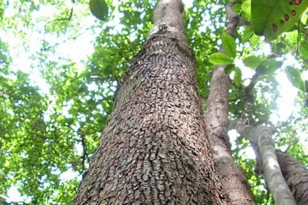 Árvores que crescem rápido da espécie Hieronyma alchorneoides com detalhe do tronco e folhas no alto com fundo do céu azul