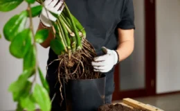 Homem usando luvas e retirando planta de vaso preto em como fazer mudas de zamioculca
