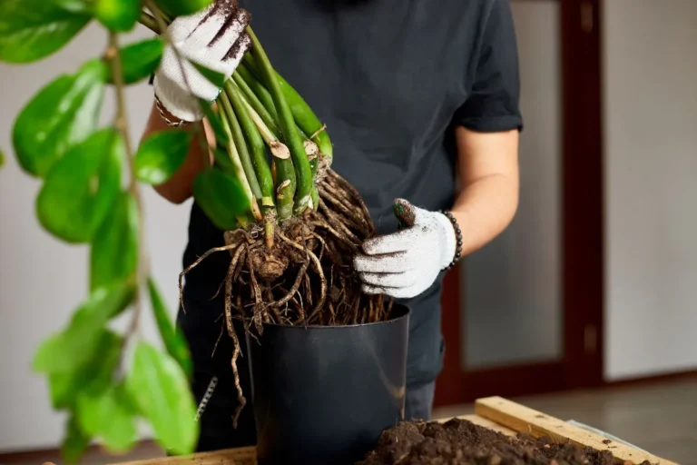 Homem usando luvas e retirando planta de vaso preto em como fazer mudas de zamioculca
