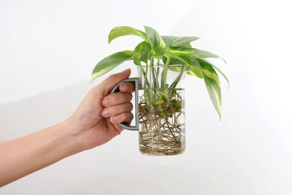 como propagar as plantas de interior em água imagem de uma mão segurando um copo transparente com uma muda já enraizada