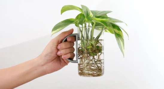 mão segurando um copo transparente com uma planta com raízes na água