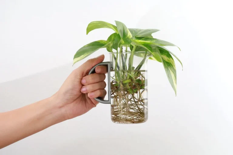 mão segurando um copo transparente com uma planta com raízes na água