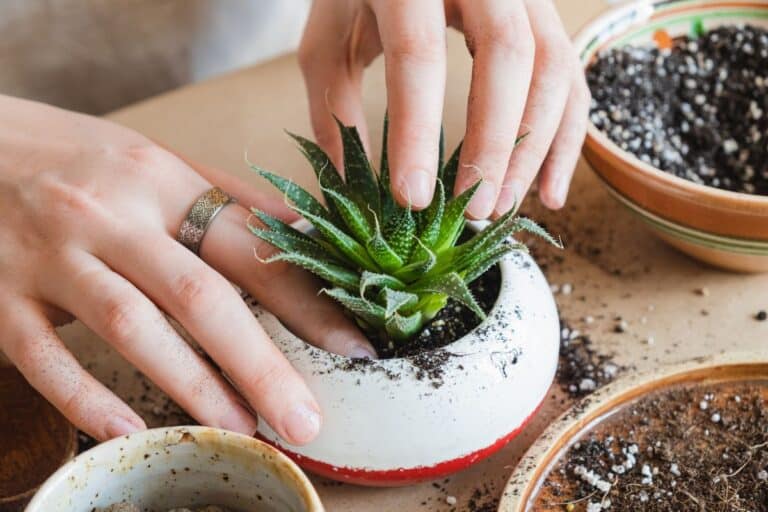 Mãos de uma pessoa segurando uma suculenta dentro de um vaso branco de barro que acabou de ser replantada