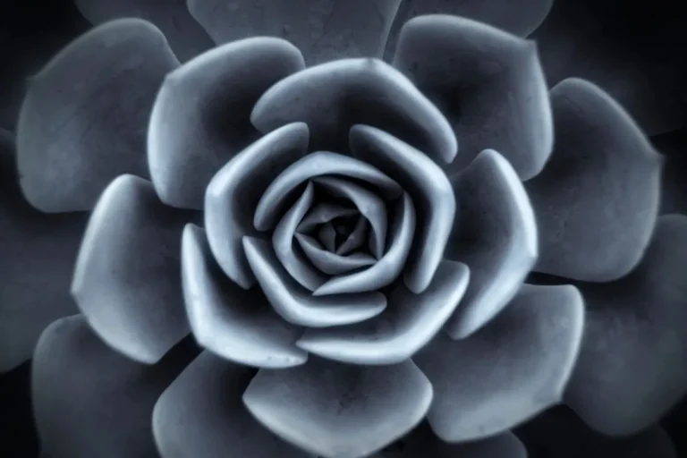 Echeveria runyonii rose vista de cima com folhas em formato de roseta de cor verde acinzentada