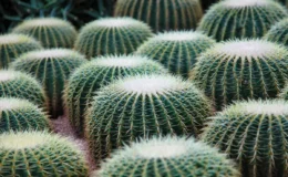 Vários cactos Echinocactus grusonii com formato arredondado e cheio de espinhos plantados em jardim