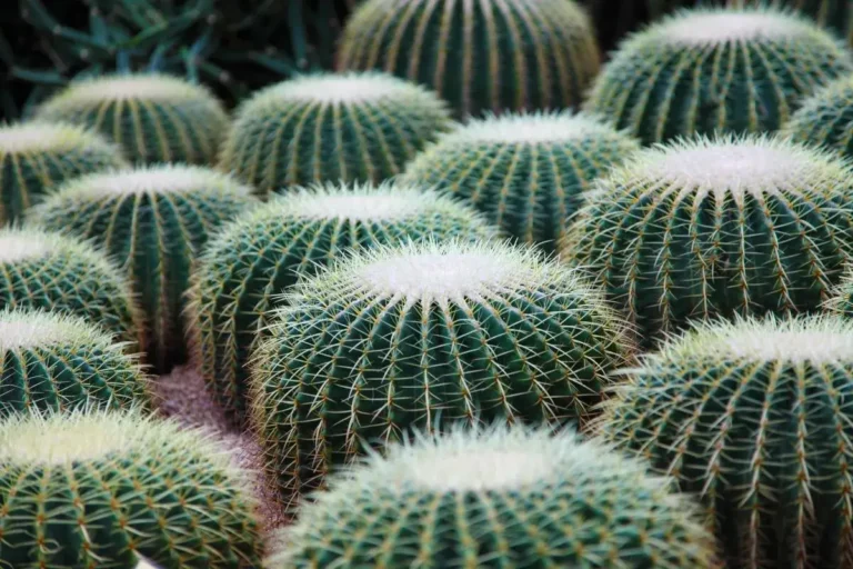 Vários cactos Echinocactus grusonii com formato arredondado e cheio de espinhos plantados em jardim