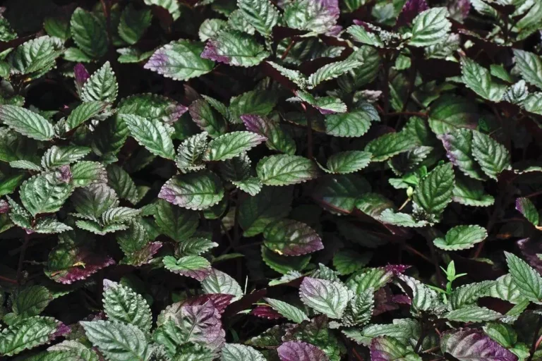 folhas verdes arroxeadas da Hera-roxa