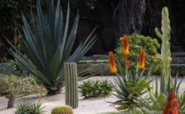 jardim de suculentas no chão com cactos e suculentas sobre pedras brancas pequenas