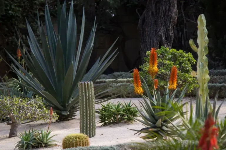 jardim de suculentas no chão com cactos e suculentas sobre pedras brancas pequenas