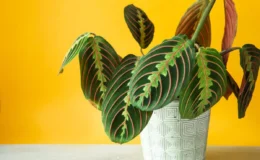 Maranta leuconeura com folhas verdes e veios vermelhos em vaso branco e fundo laranja