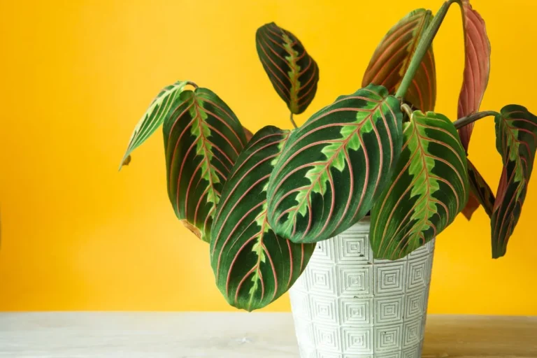 Maranta leuconeura com folhas verdes e veios vermelhos em vaso branco e fundo laranja