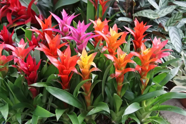 Várias bromélias de cores laranja , vermelhas e amarelas com outras plantas para jardim externo atrás