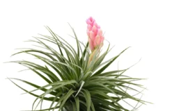 Tillandsia plantas pequenas para quartos