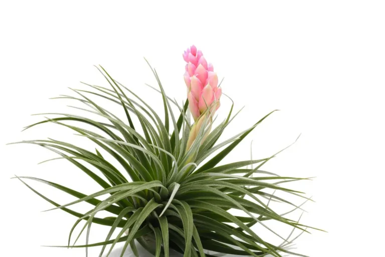 Tillandsia plantas pequenas para quartos