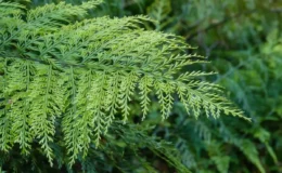 samambaias raras asplenium bulbiferum