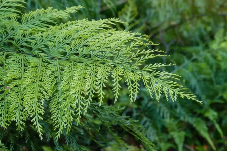 samambaias raras asplenium bulbiferum