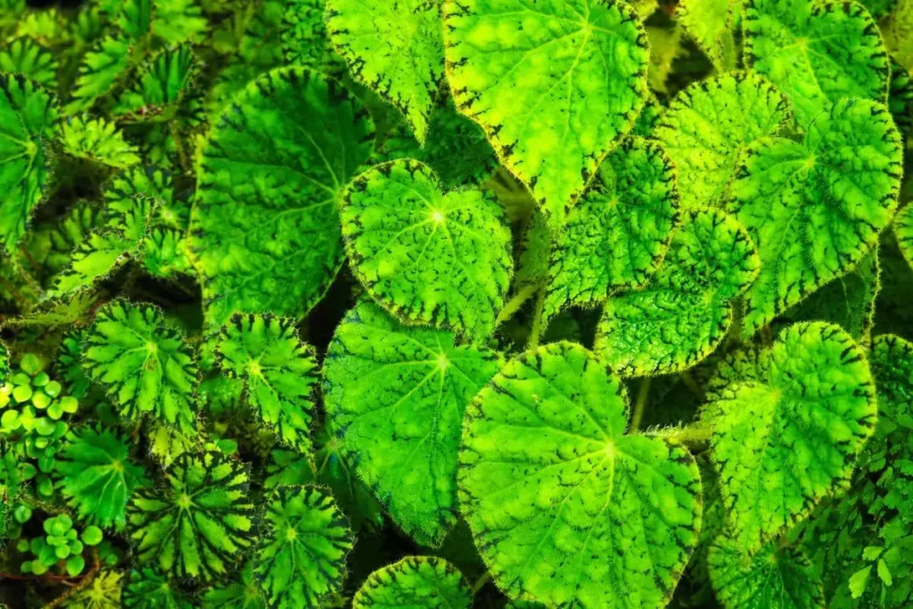 Begônia com folhas verdes e bordas escuras para cultivo como opção de plantas pequenas para quarto.