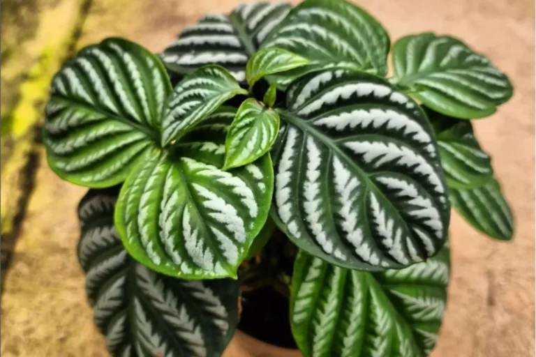 prateadinha em vaso chamaeranthemum venosum
