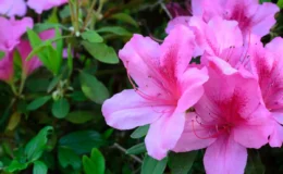 flores rosas da azaleia com folhas verdes al fundo