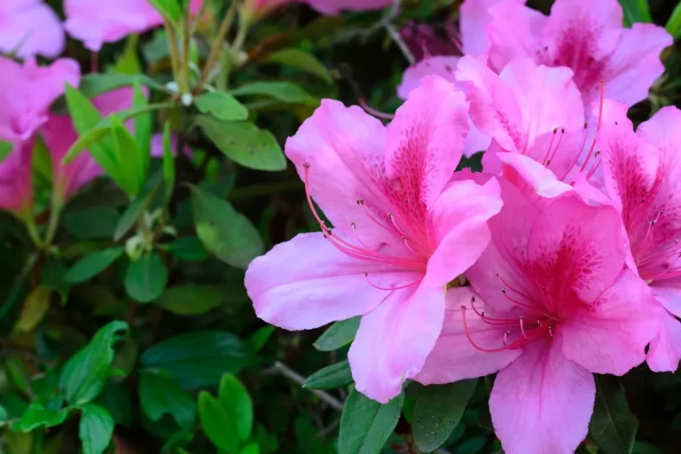 flores rosas da azaleia com folhas verdes al fundo