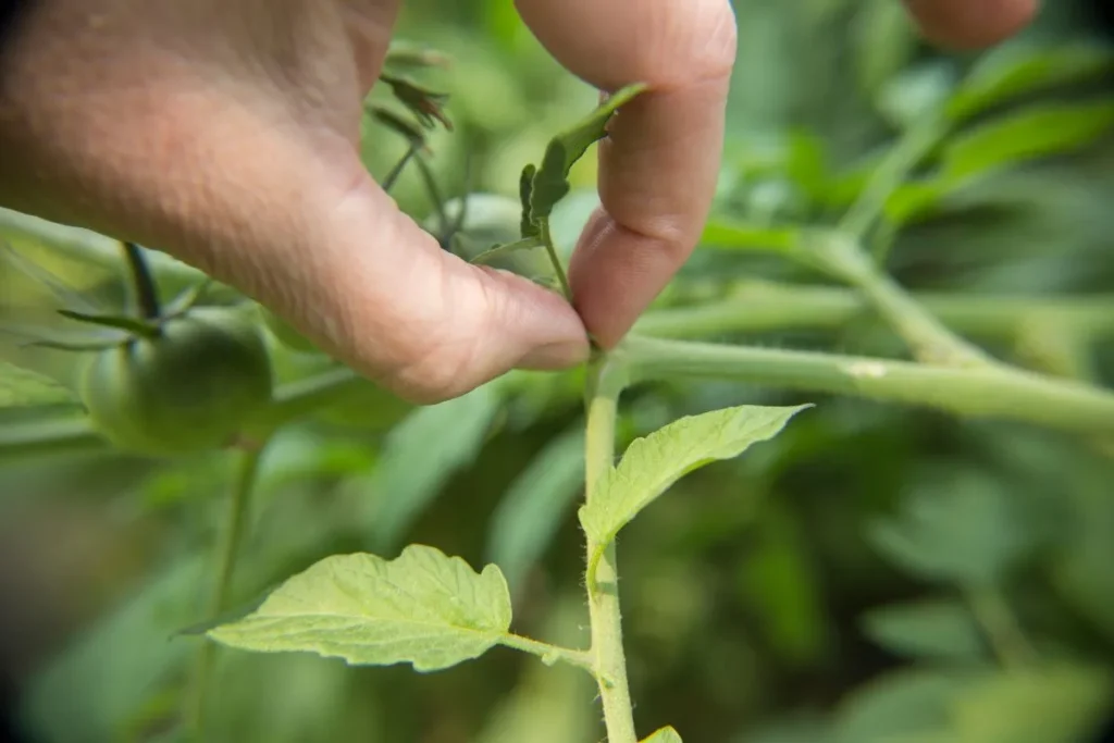 mão mostrando o jeito correto de segurar o broto da planta para saber como fazer a poda do pé de tomate