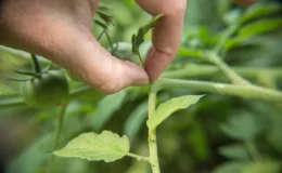 mão mostrando o jeito correto de segurar o broto da planta para saber como fazer a poda do pé de tomate