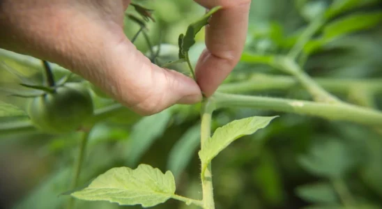 mão mostrando o jeito correto de segurar o broto da planta para saber como fazer a poda do pé de tomate