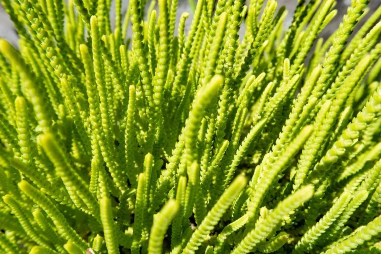 crassula muscosa com hastes eretas verdes e folhas em escamas
