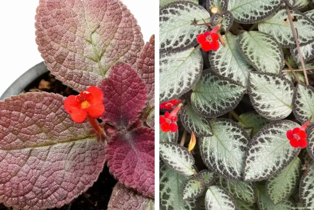 Violetas Episcia cupreata com folhas vermelhas e outra de folhas verde claro com bordas escuras e flores vermelhas pequenas.