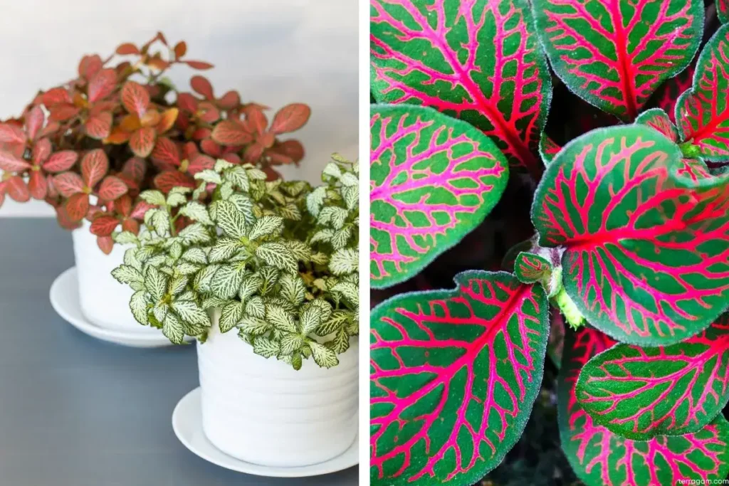 Planta-mosaico em duas imagens. À esquerda dois vasos brancos com espécies de Fittonia com folhas vermelhas e outra com folhas verdes e brancas e á direta planta de folhas verdes e veios vermelhos.