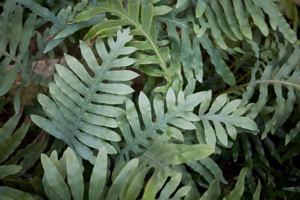 Samambaias raras - Microsorum diversifolium