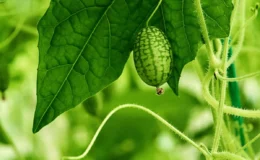 Pepininho Melothria pendula em jardim com folha verde da trepadeira e ramos