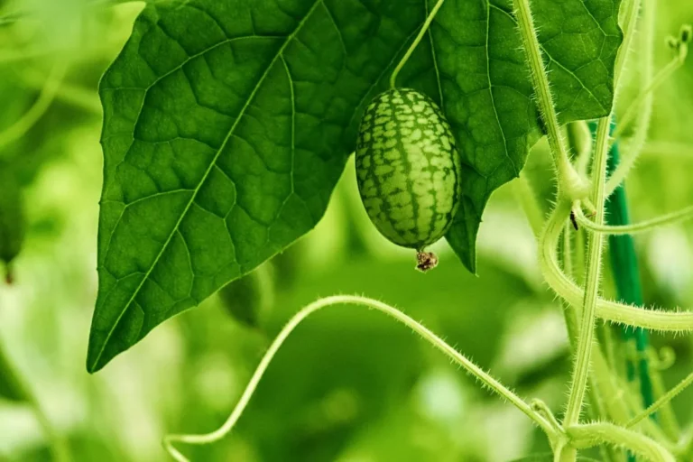 Pepininho Melothria pendula em jardim com folha verde da trepadeira e ramos