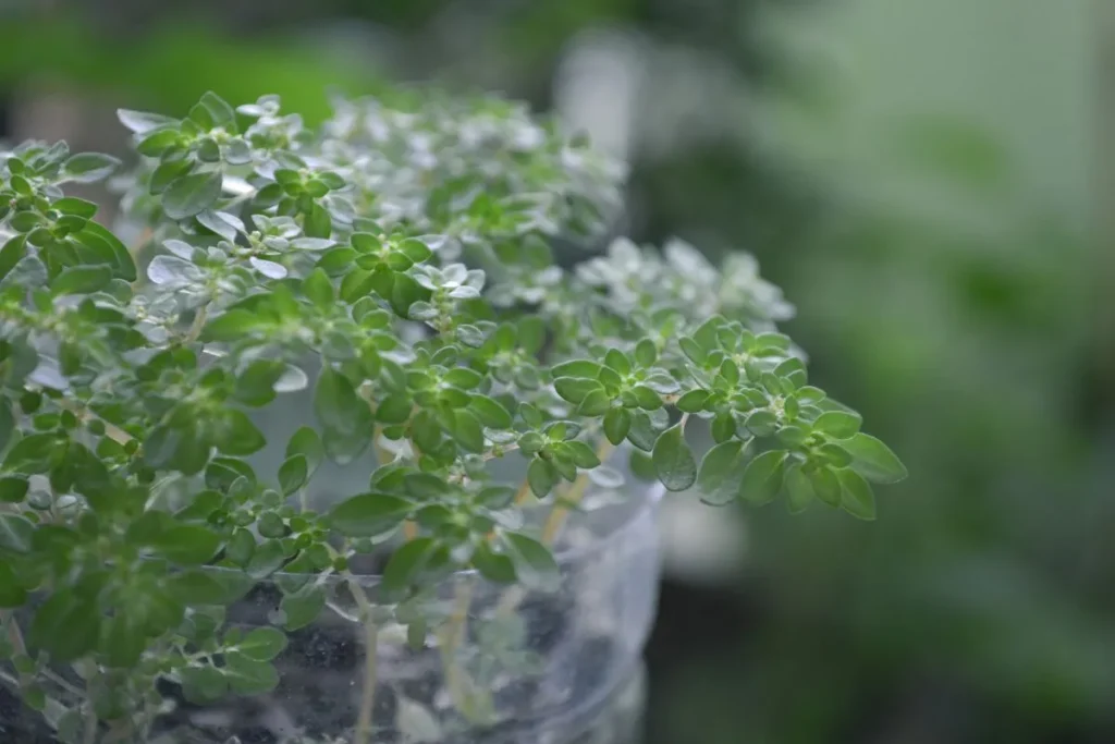 Planta Brilhantina em vasinho de plástico com folhas pequenoas
