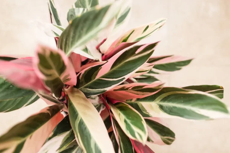 Folhas longas e coloridas de creme e verde da planta Maranta-tricolor em fundo bege.