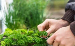 temperos para horta com homem cortando uma salsinha no jardim