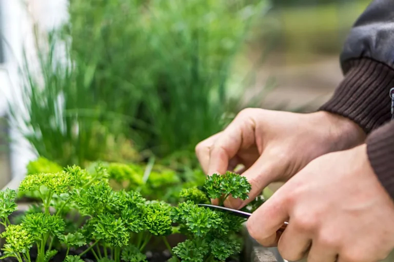 temperos para horta com homem cortando uma salsinha no jardim