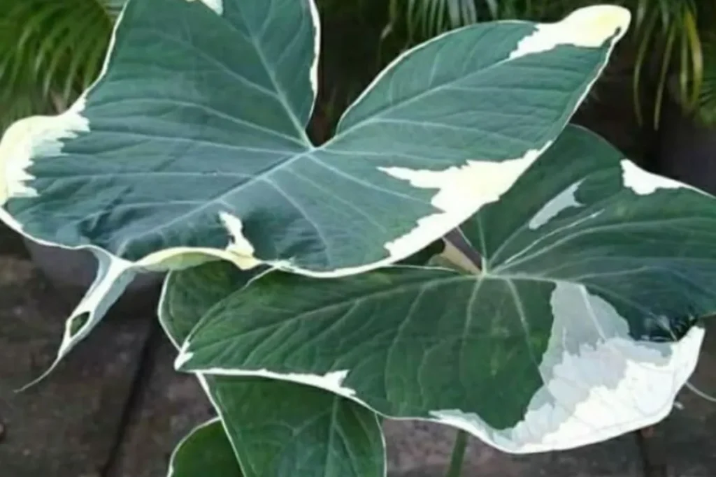 Xanthosoma atrovirens com folhas largas em forma de seta em cores variegada branca e verde