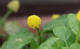 PANC plantas alimentícias não convencionais da espécie Acmella-oleracea com folhas verdes e flor amarela em pom pom