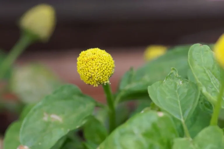 PANC plantas alimentícias não convencionais da espécie Acmella-oleracea com folhas verdes e flor amarela em pom pom
