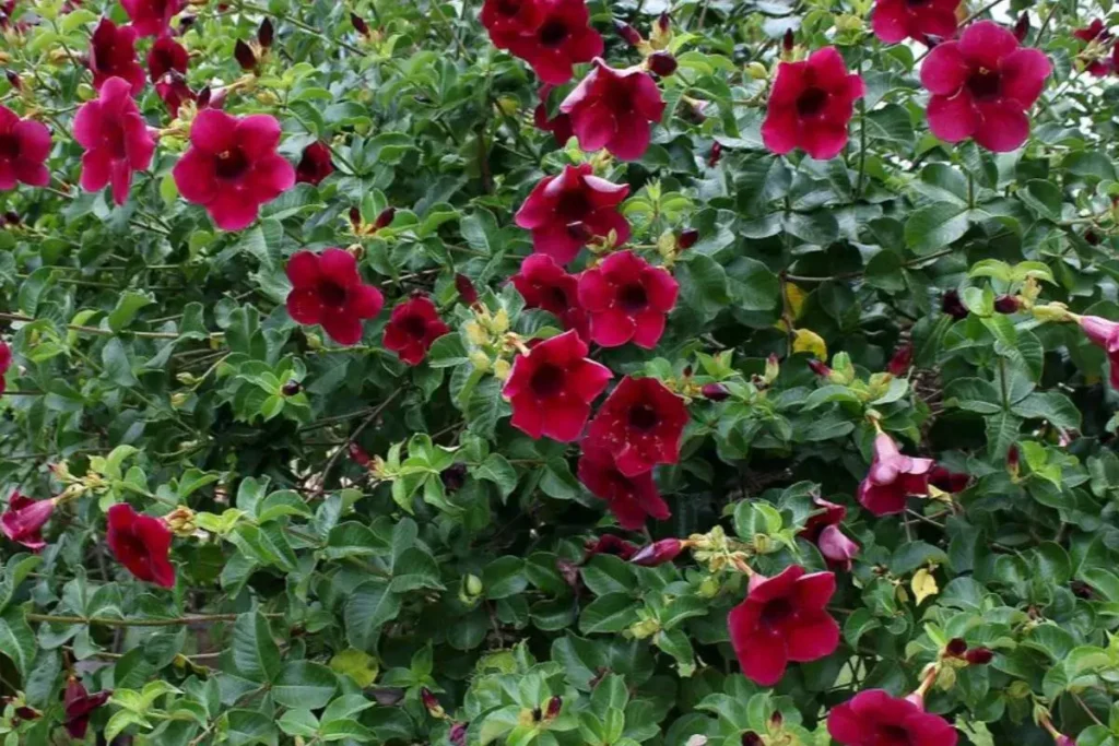 Flores vermelhas da Allamanda blanchetii em jardim