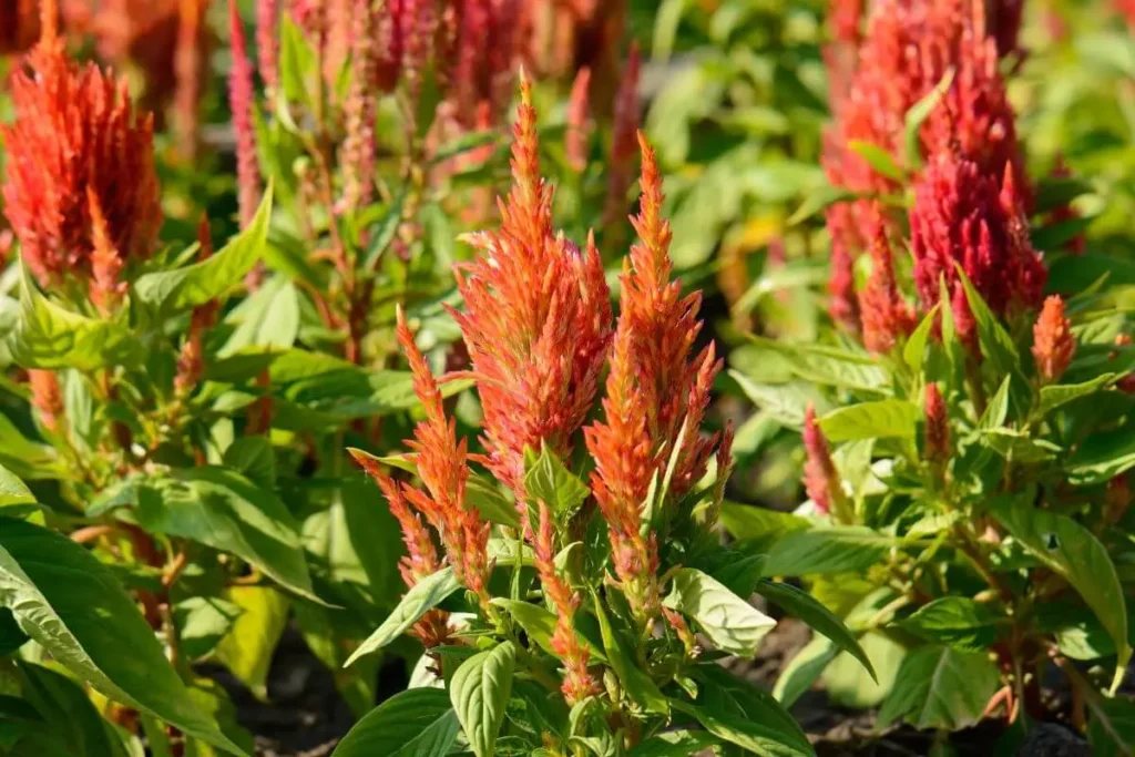 Flor da estação primavera de cor vermelha Celosia argentea