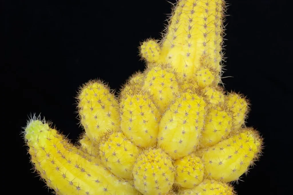 Echinopsis chamaecereus ‘Yellow Cap’ com hastes amarelas e espinhos
