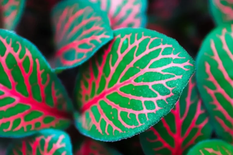 fitônia com folhas verdes e veios vermelhos plantas para apartamentos