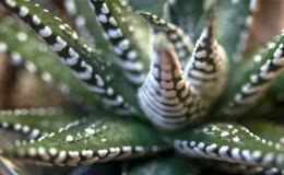 folhas verdes com verrugas brancas da Haworthia fasciata