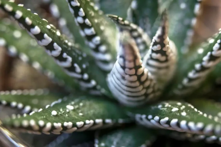 folhas verdes com verrugas brancas da Haworthia fasciata