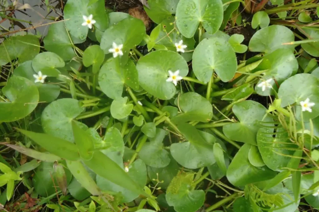 Nymphoides humboldtiana folhas flutuantes verdes e flores pequenas brancas