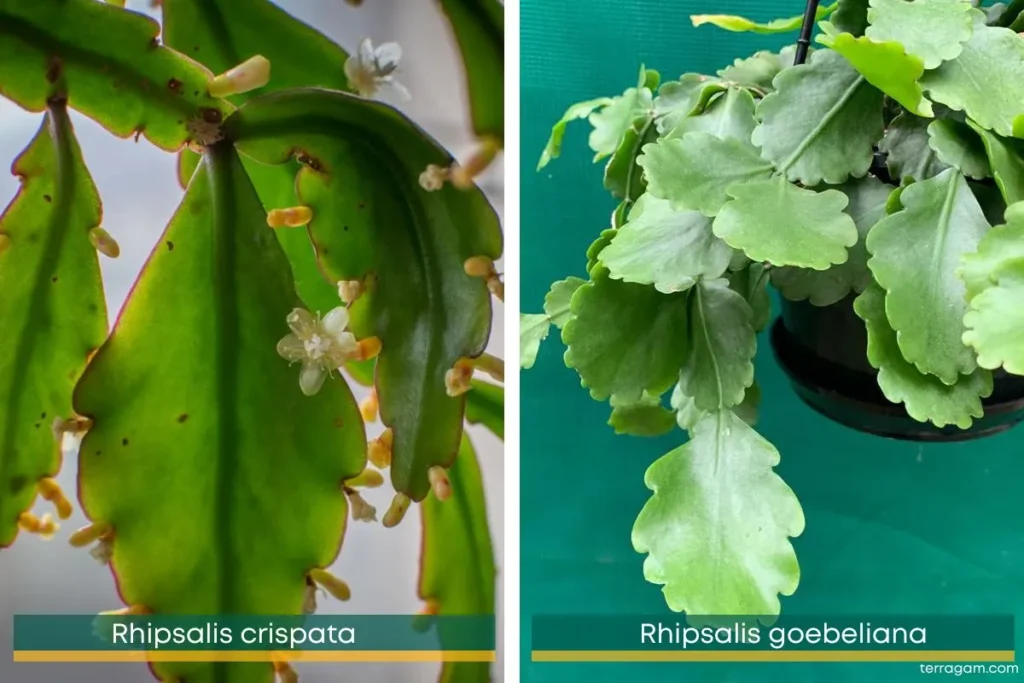 Folhas de Ripsalis de duas espécies, crispata e goebeliana